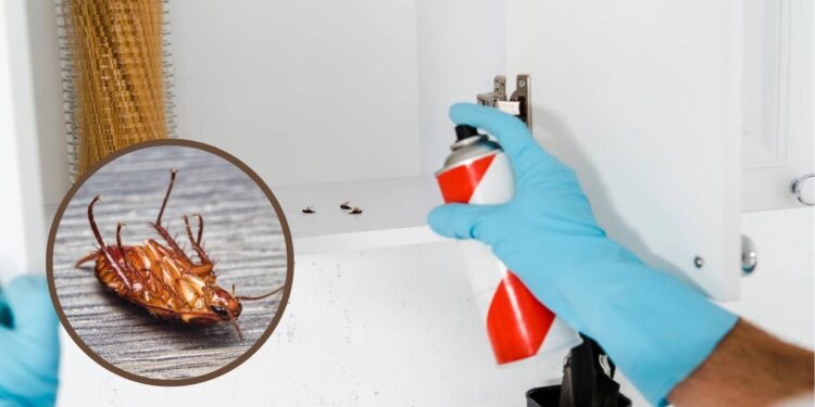 Lugares da casa onde baratas gostam de se esconder