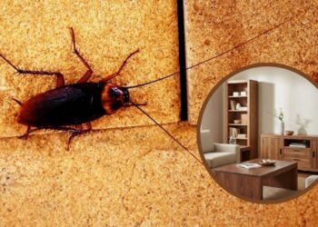 Dicas naturais para afastar baratas que se escondem em móveis de madeira