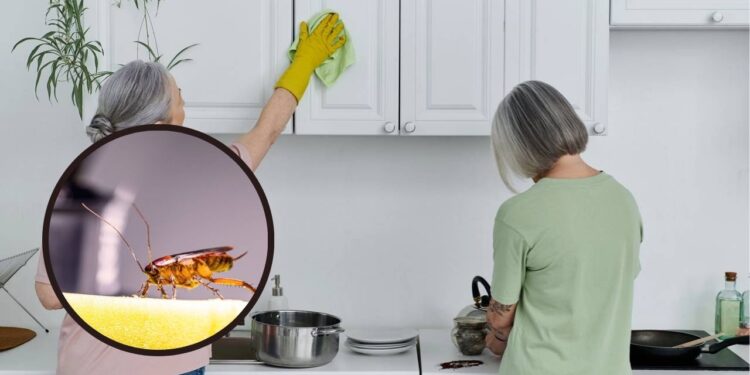 Como saber se há baratas escondidas na cozinha e o que fazer de imediato