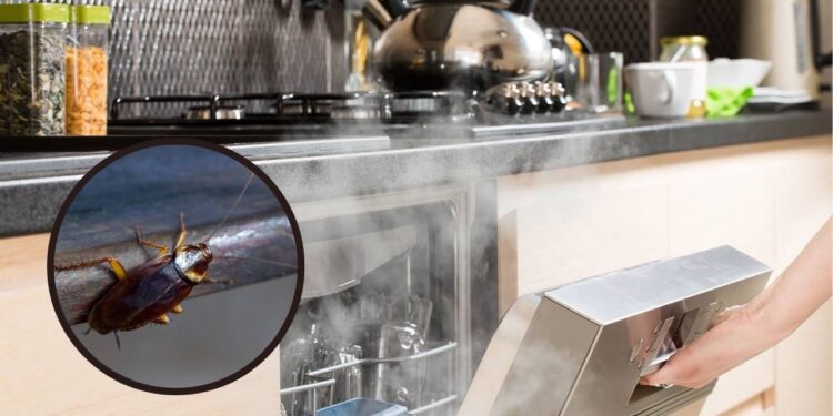 Baratas no lava-louças? Saiba porque aparecem e o que fazer