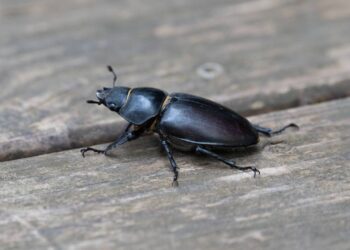 O ingrediente em pó que cria uma barreira invisível contra traças e besouros na madeira