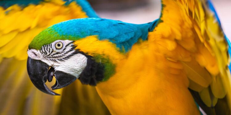 Os melhores e mais comuns nomes para aves legalizadas no Brasil