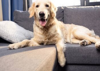 Tire o cheiro de cachorro do sofá sem precisar lavar
