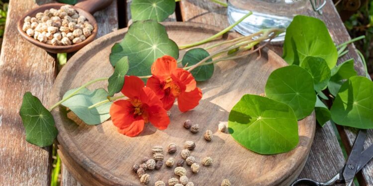 Esta planta é incrível para a saúde: rica em nutrientes e antioxidantes