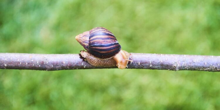 Plantas para espantar caramujos e lesmas da horta naturalmente