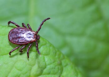 Os carrapatos podem se esconder nestes lugares dentro de casa mesmo sem animais por perto