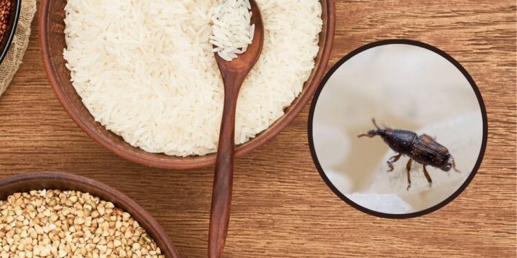 O método natural que elimina carunchos e evita o retorno