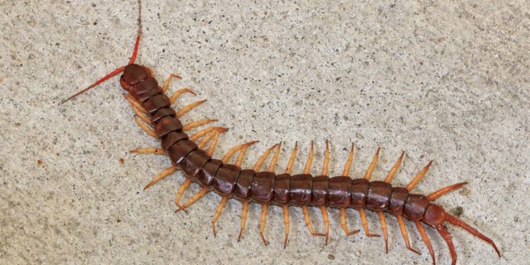 Como lidar com lacraias no banheiro de casa e proteger sua família