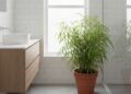 Plantas que mantêm o banheiro livre de insetos e do mau cheiro