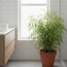 Plantas que mantêm o banheiro livre de insetos e do mau cheiro