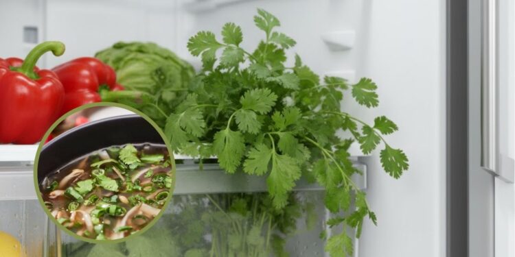 Truque para manter o coentro fresco por uma semana sem escurecer