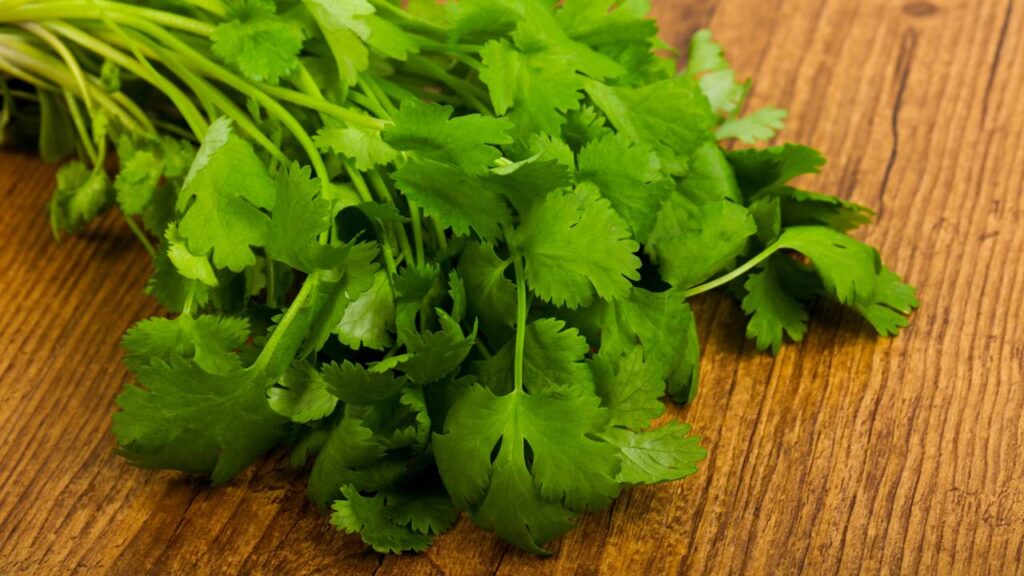 Truque para manter o coentro fresco por uma semana sem escurecer