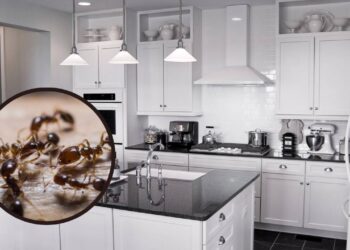 Locais da cozinha que acumulam sujeira e atraem formigas