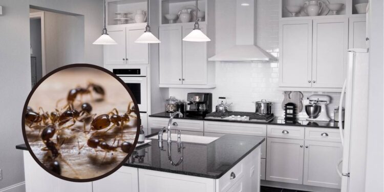 Locais da cozinha que acumulam sujeira e atraem formigas