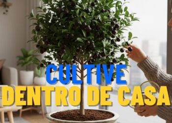 Estas frutas não precisam de muito sol e crescem até dentro de casa