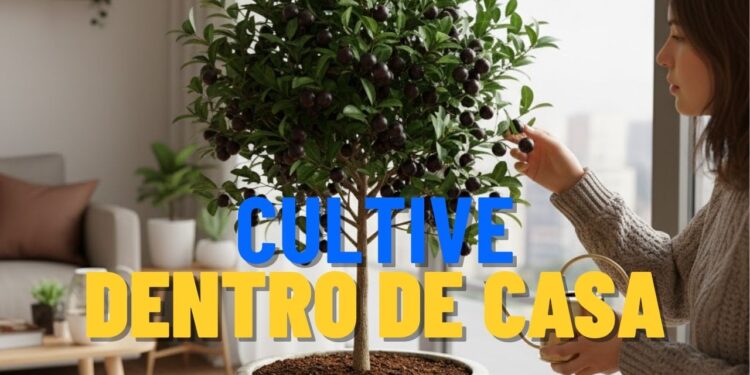 Estas frutas não precisam de muito sol e crescem até dentro de casa