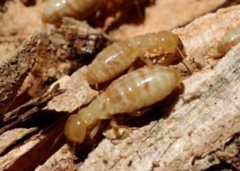 Basta uma folha de babosa para se livrar de cupins de forma natural