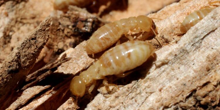 Basta uma folha de babosa para se livrar de cupins de forma natural