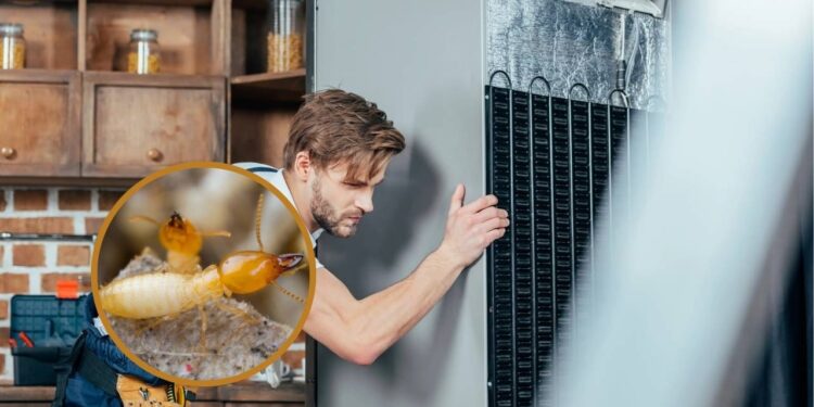 Cupins atrás da geladeira? Truques para proteger seus armários