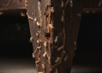 Cupins no pé da cama? Entenda o motivo e veja como resolver