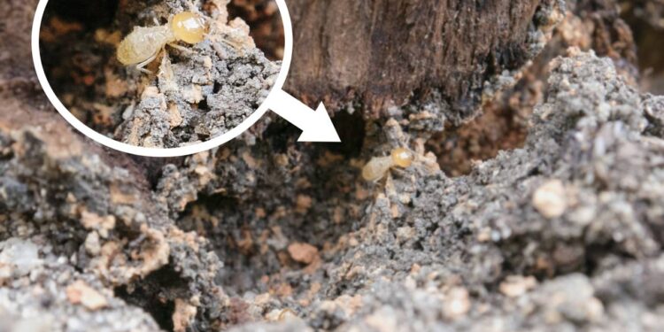 Cupins no armário da cozinha do micro-ondas: identifique e elimine