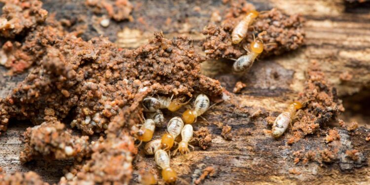 Móveis de madeira param de ter cupins quando você usa este pó natural