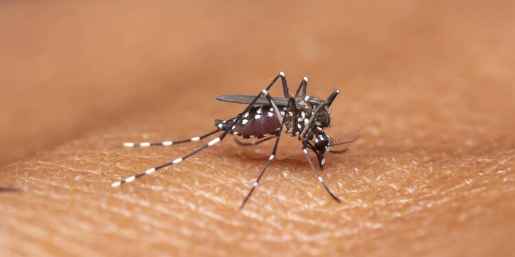 O checklist mais eficiente para manter sua casa livre da dengue