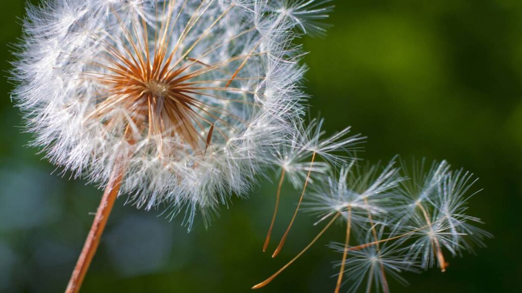 Plantas medicinais para desintoxicar o fígado naturalmente