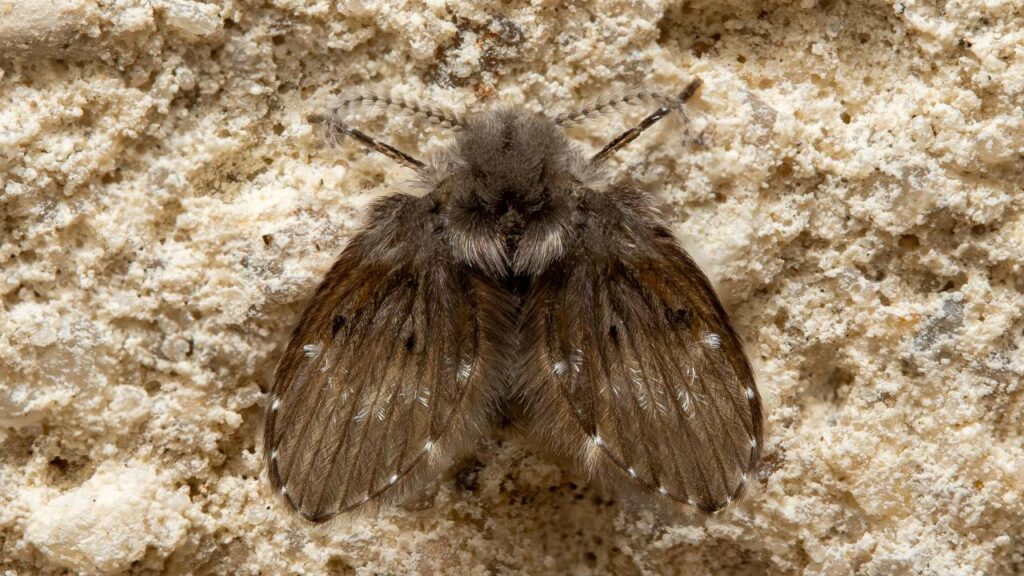 Mosquitinhos de banheiro? Esses erros podem ser o motivo