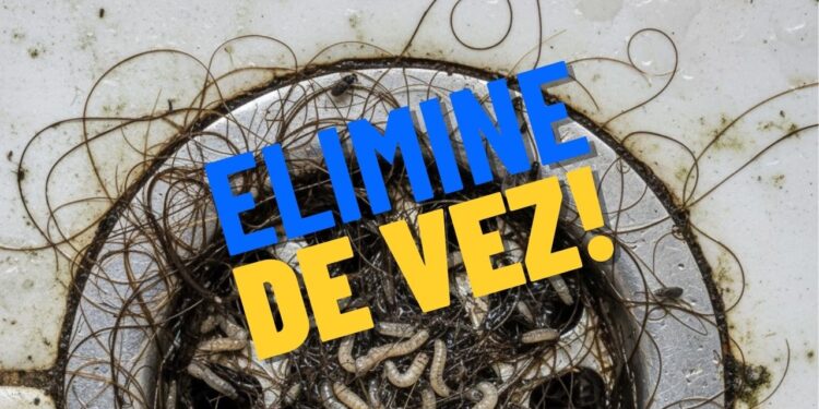 Elimine as larvas e os insetos que aparecem no ralo de vez