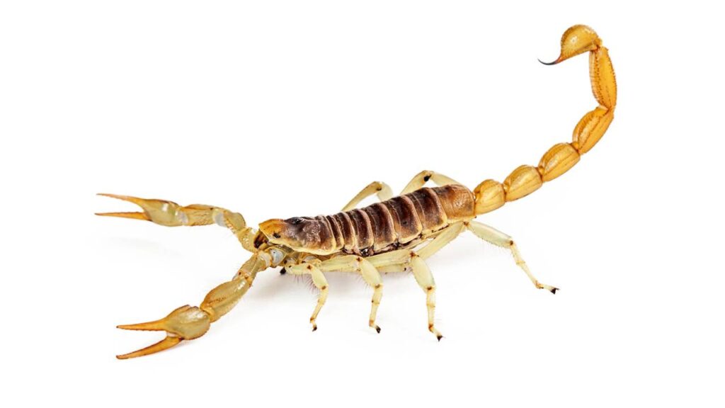 Brasil registra aumento de mortes causadas por escorpiões: saiba o que fazer em caso de picada