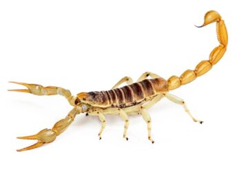 As três folhas que ajudam a afastar escorpiões de sua casa no verão