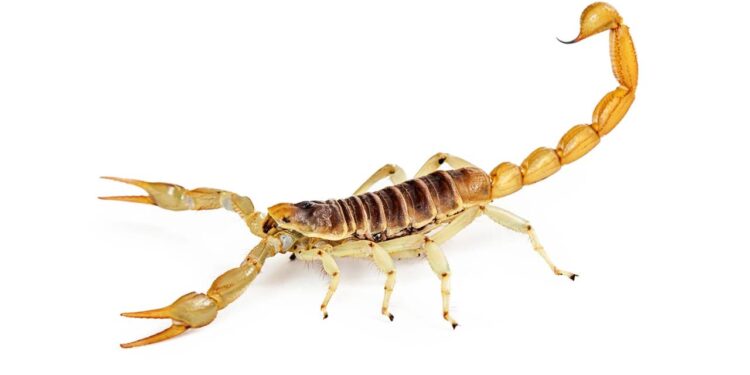 As três folhas que ajudam a afastar escorpiões de sua casa no verão