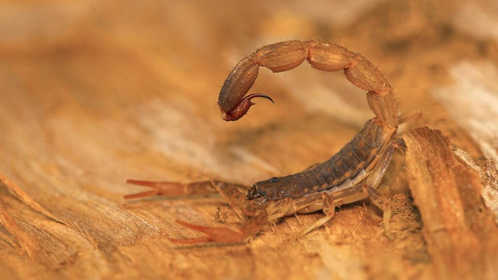 As três folhas que ajudam a afastar escorpiões de sua casa no verão