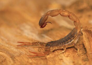 As três folhas que ajudam a afastar escorpiões de sua casa no verão
