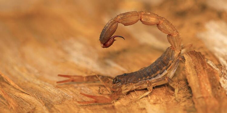 As três folhas que ajudam a afastar escorpiões de sua casa no verão