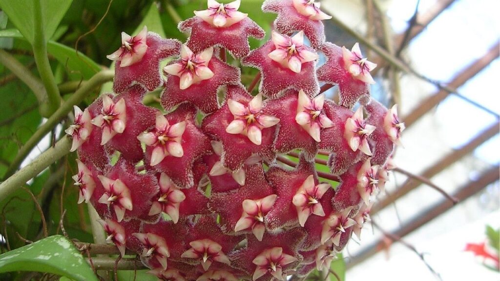 Flor parece artificial, mas é natural e fácil de cultivar