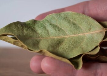 Basta uma folha para se livrar de ratos e baratas de forma natural