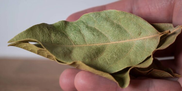 Basta uma folha para se livrar de baratas de forma natural