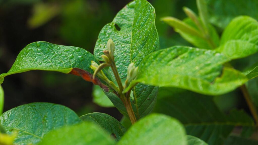 Esta planta vai aliviar sua dor de dente em instantes