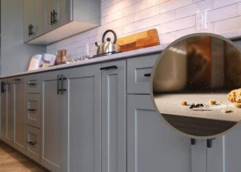 O segredo para nunca mais ver formigas nos armários