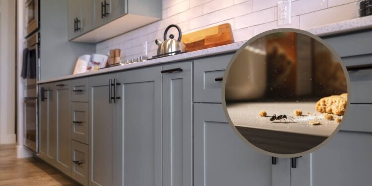 O segredo para nunca mais ver formigas nos armários