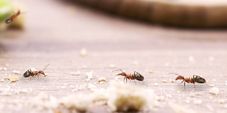 Revelado truque natural para manter as formigas longe da sua cozinha mesmo no calor