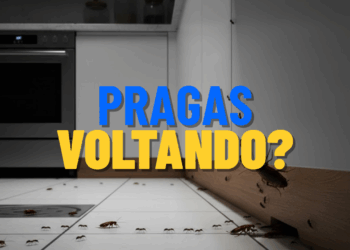 Por que as formigas e as baratas voltam mesmo depois da dedetização?