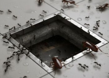 Solução simples impede os insetos de invadirem o banheiro