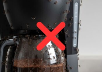 Acabe com as formigas na cafeteira com estas dicas