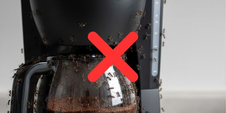 Acabe com as formigas na cafeteira com estas dicas
