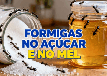 O segredo para evitar formigas dentro do açúcar e do mel
