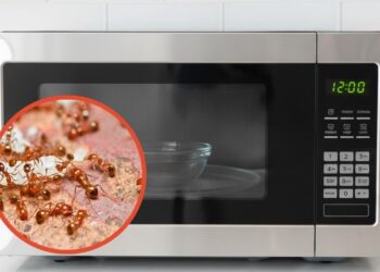 Aprenda como acabar com formigas no painel do micro-ondas