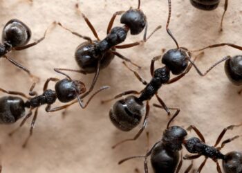 Pesquisa revela comportamento semelhante ao de humanos em insetos